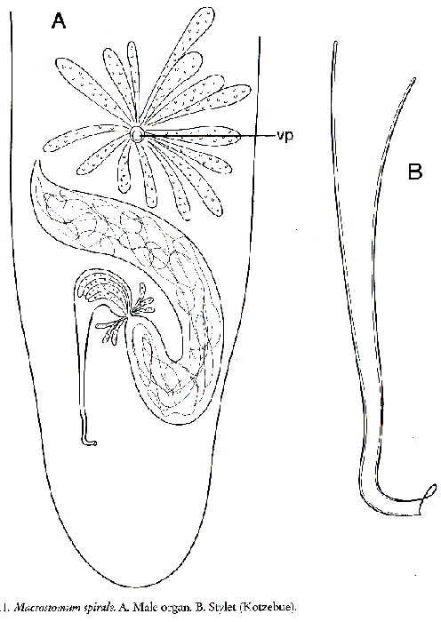 Macrostomum spirale