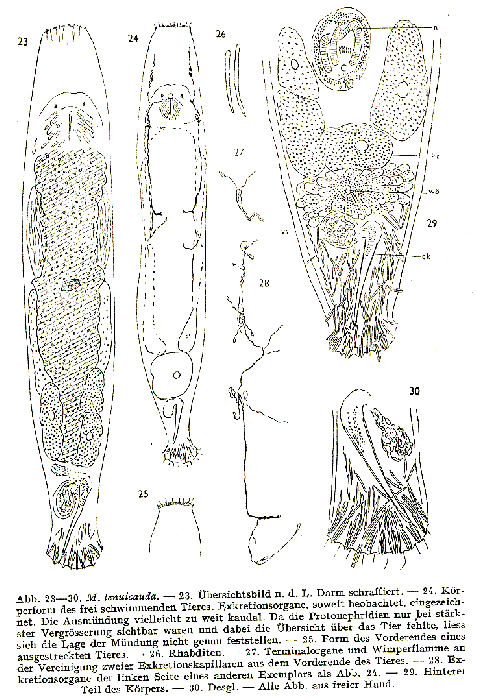 Macrostomum tenuicauda