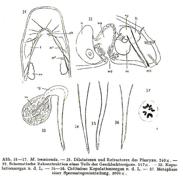 Macrostomum tenuicauda