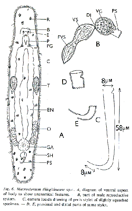 Macrostomum thingithuense