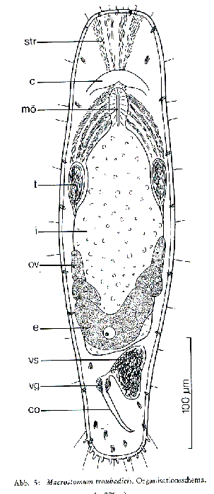 Macrostomum troubadicus