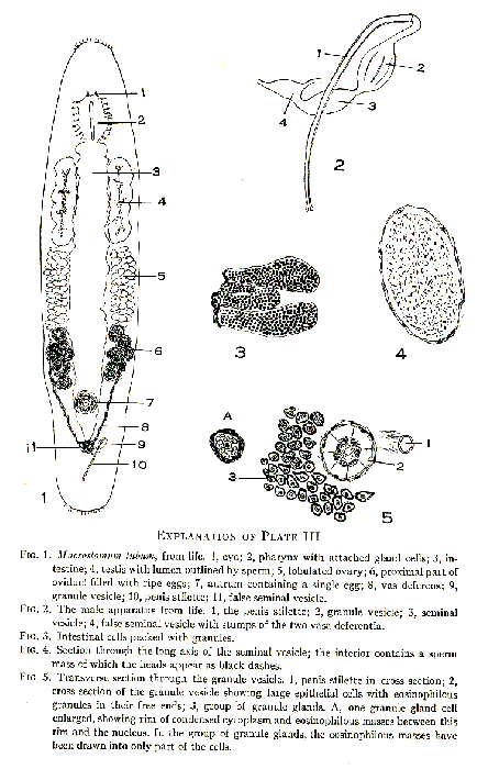 Macrostomum tuba