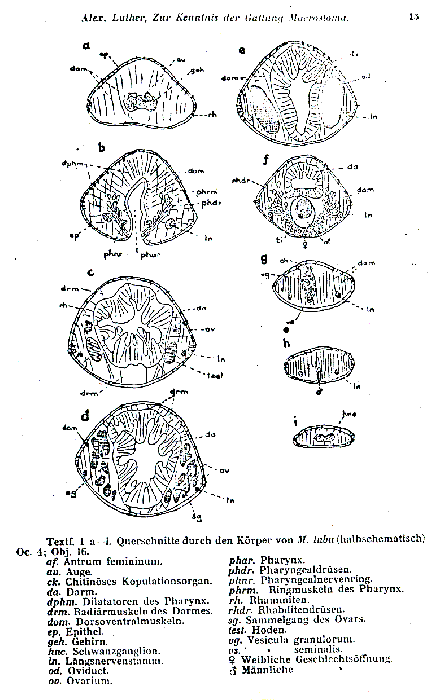 Macrostomum tuba