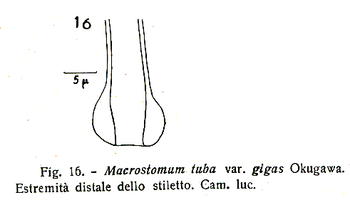 Macrostomum tuba gigas