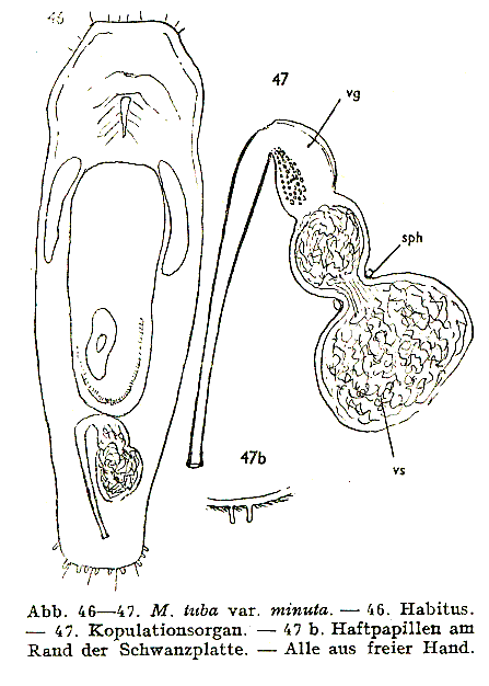 Macrostomum tuba minuta