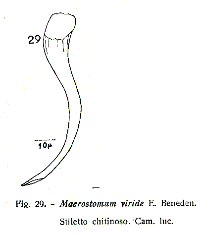 Macrostomum viride