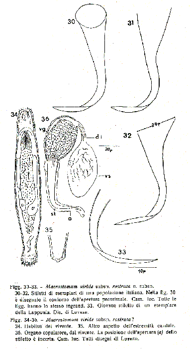 Macrostomum viride rostrata