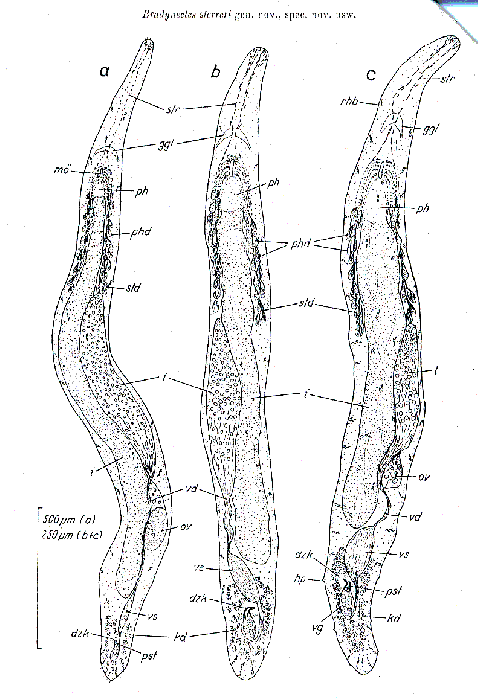 Bradynectes sterreri