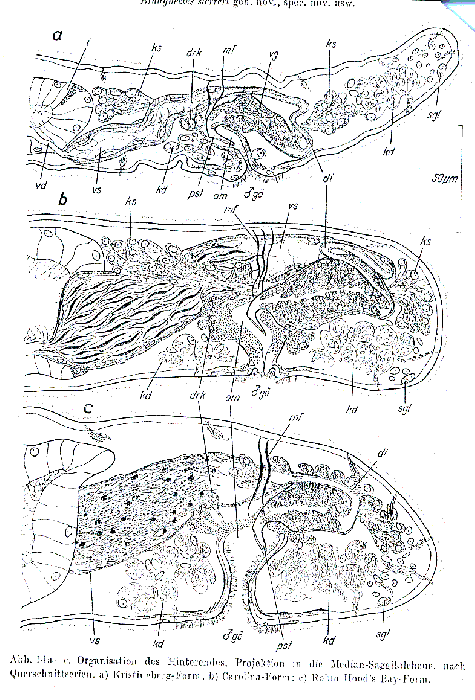 Bradynectes sterreri