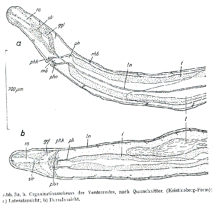 Bradynectes sterreri