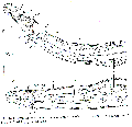 Platyhelminthes (flatworms)