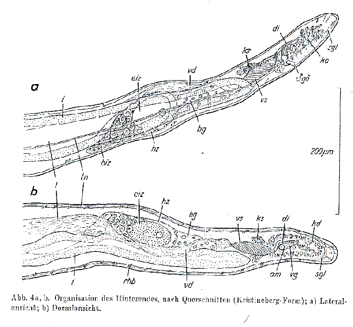 Bradynectes sterreri