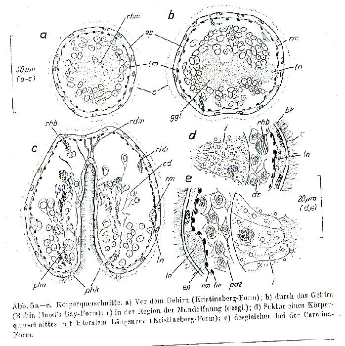 Bradynectes sterreri