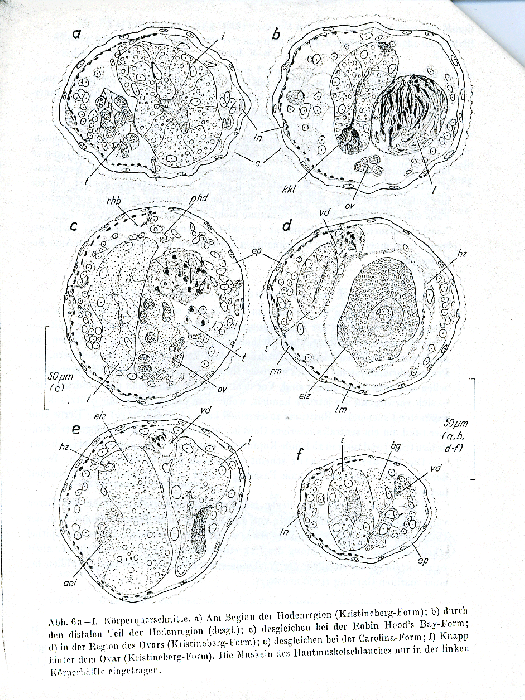 Bradynectes sterreri