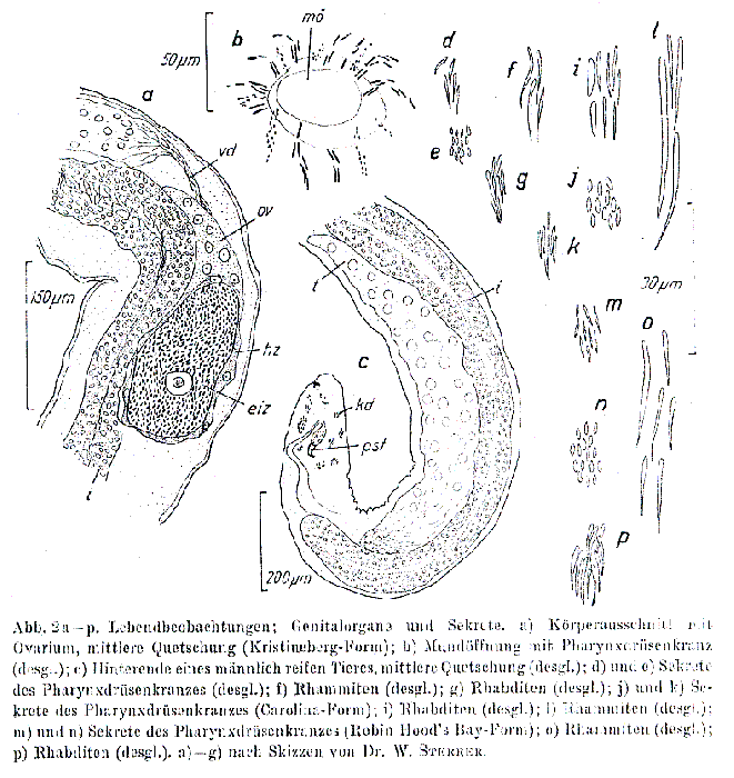 Bradynectes sterreri