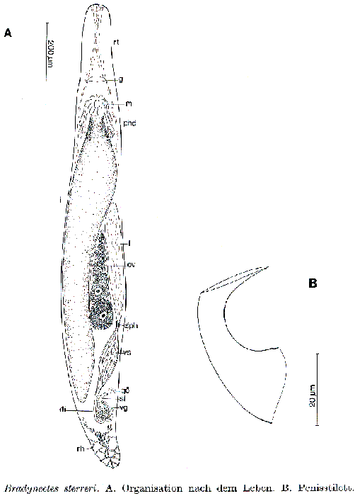 Bradynectes sterreri