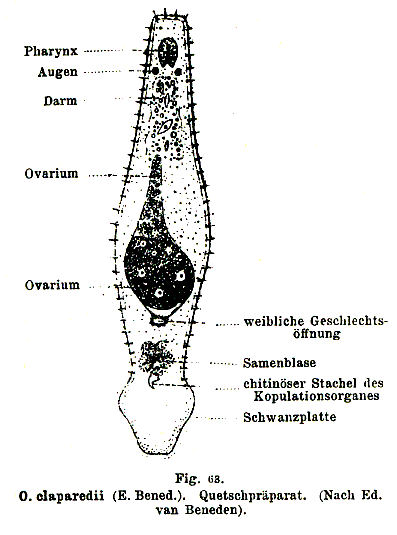 Omalostomum claparedii