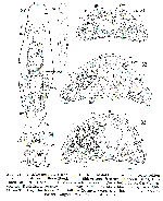 Myozona lutheri