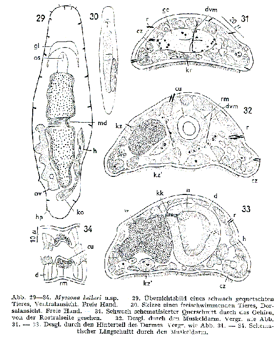 Myozona lutheri