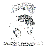 Myozona lutheri