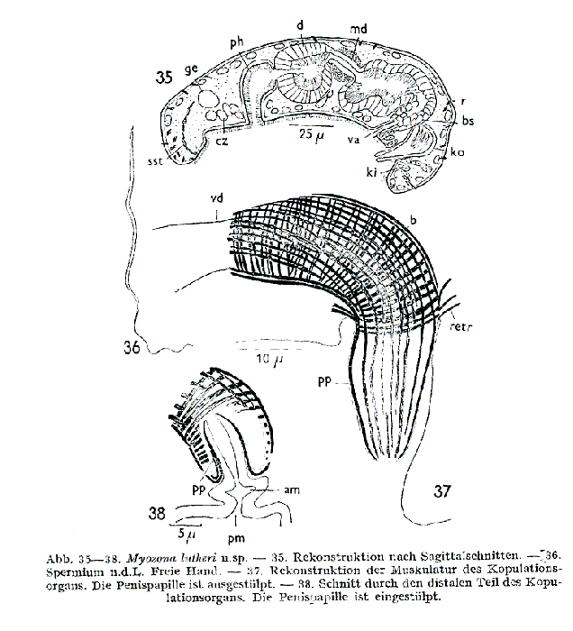 Myozona lutheri