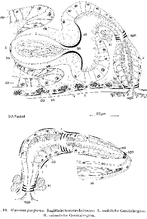 Myozona purpurea