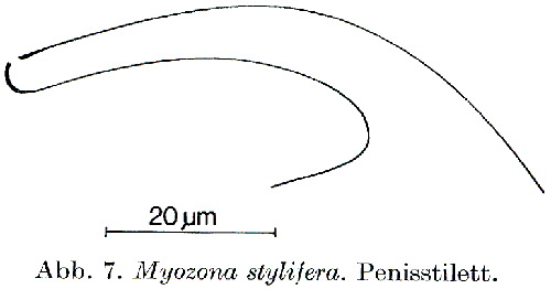 Myozona stylifera