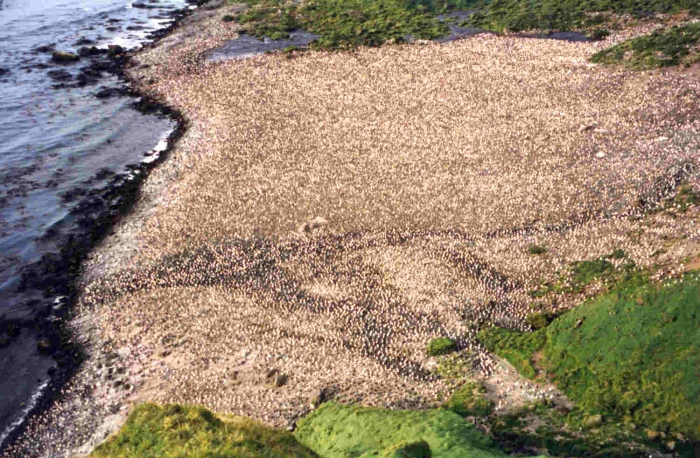 2nd biggest king penguin colony