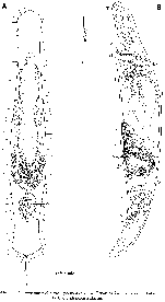 Psammomacrostomum equicaudum