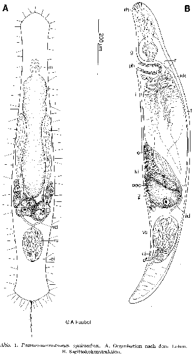 Psammomacrostomum equicaudum