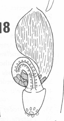 Psammomacrostomum turbanelloides