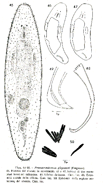 Promacrostomum gieysztori