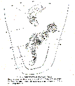 Promacrostomum gieysztori