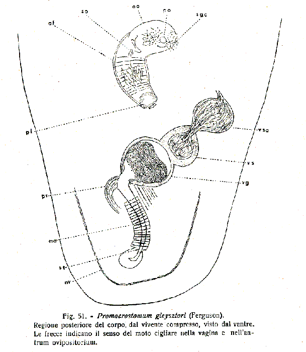 Promacrostomum gieysztori