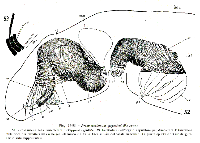 Promacrostomum gieysztori