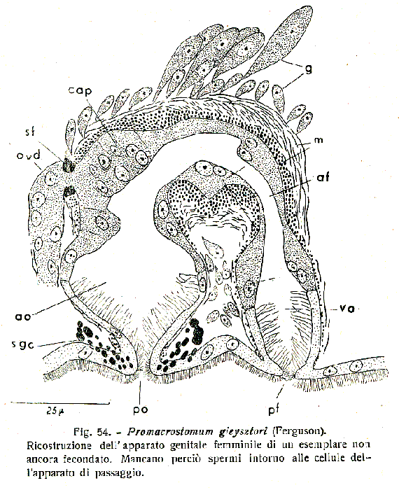 Promacrostomum gieysztori