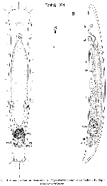 Antromacrostomum armatum