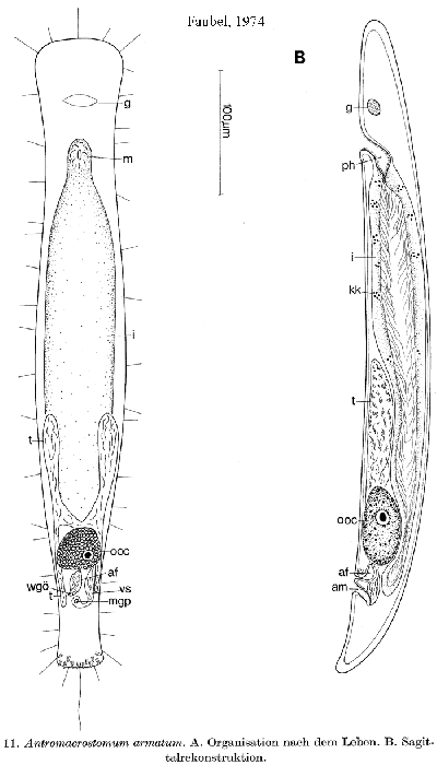 Antromacrostomum armatum