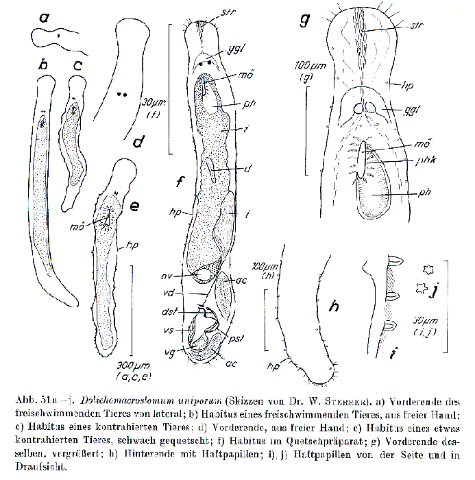 Dolichomacrostomum uniporum