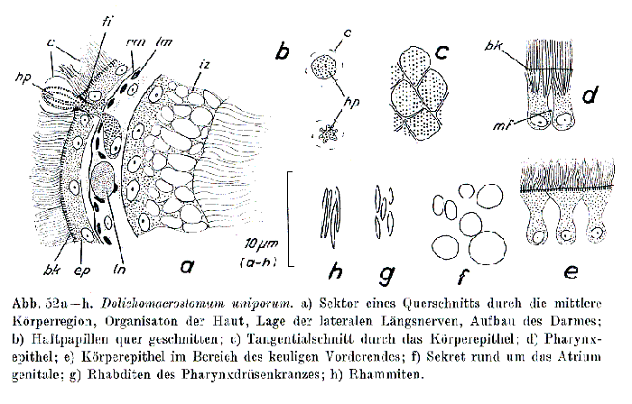 Dolichomacrostomum uniporum