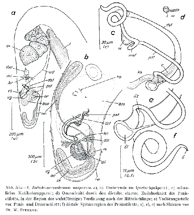 Dolichomacrostomum uniporum