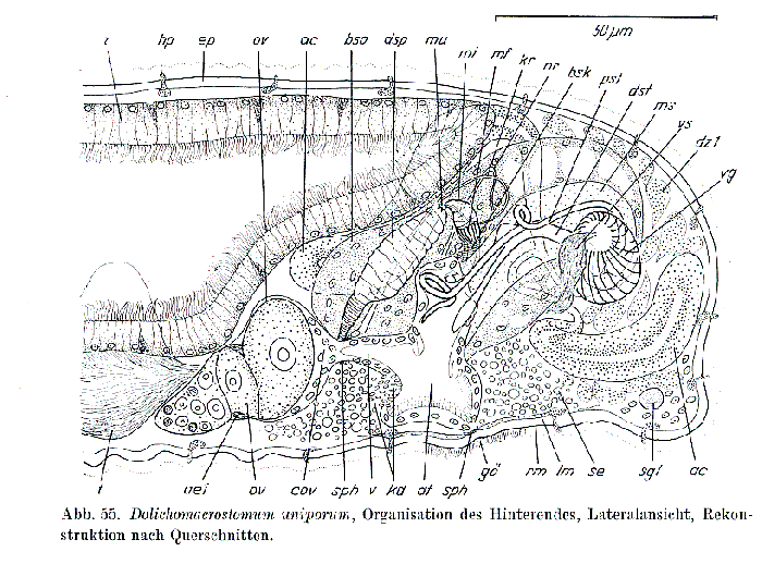 Dolichomacrostomum uniporum