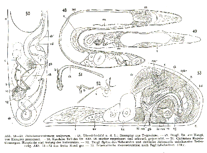 Dolichomacrostomum uniporum