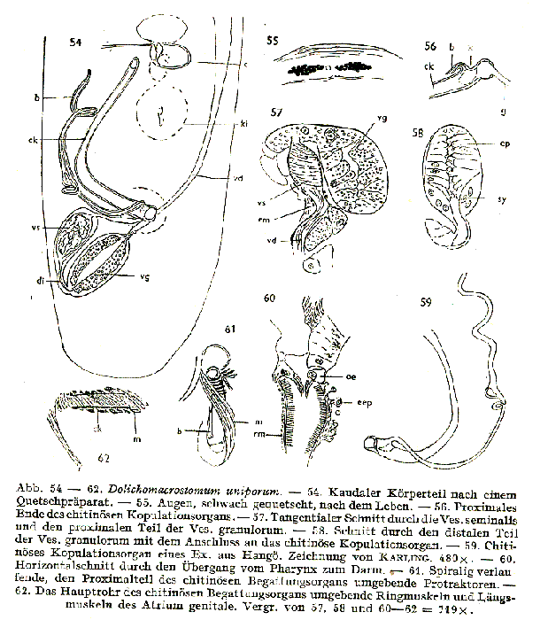 Dolichomacrostomum uniporum