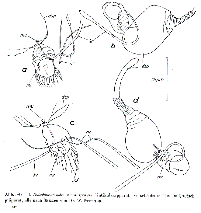 Dolichomacrostomum uniporum