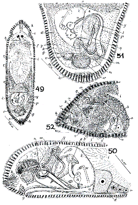 Dolichomacrostomum mortenseni