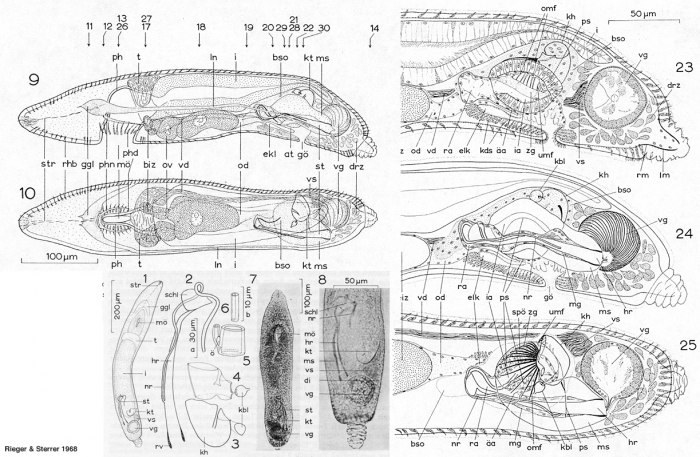 Megamorion brevicauda