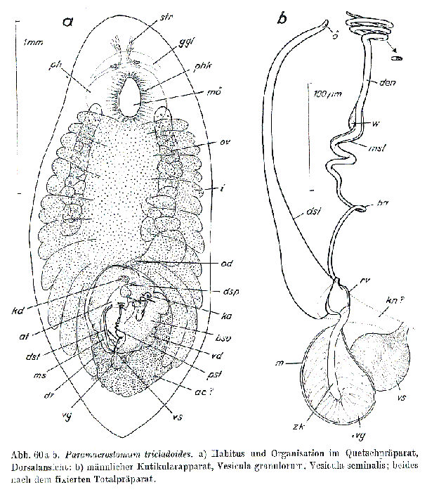 Paramacrostomum tricladoides