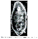 Paramacrostomum tricladoides