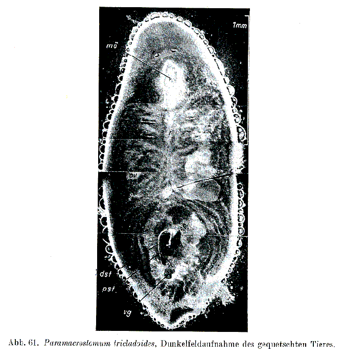 Paramacrostomum tricladoides